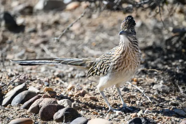 File:2025-02-02 01 Greater roadrunner (Geococcyx californianus) - AZ USA.jpg