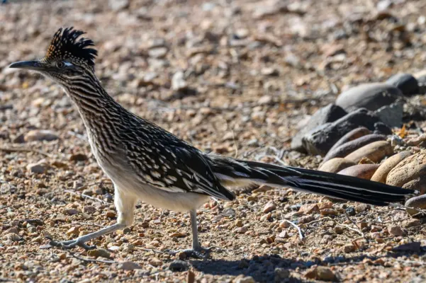 File:2025-02-02 04 Greater roadrunner (Geococcyx californianus) - AZ USA.jpg