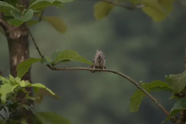 File:Jungle babbler (Argya striata) at Koshi.jpg