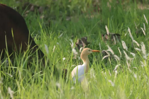 File:Eastern cattle egret (Ardea coromanda) at Koshi.jpg