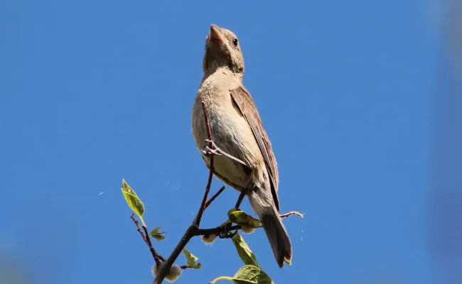 File:Passerina versicolor 369943420.jpg