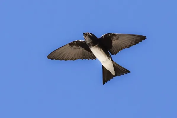File:Progne dominicensis 178827212.jpg