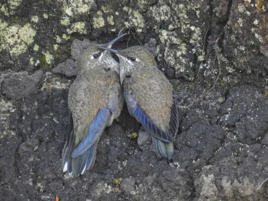 File:Oreotrochilus chimborazo 141046252.jpg