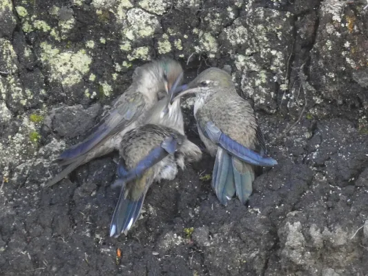 File:Oreotrochilus chimborazo 141046981.jpg