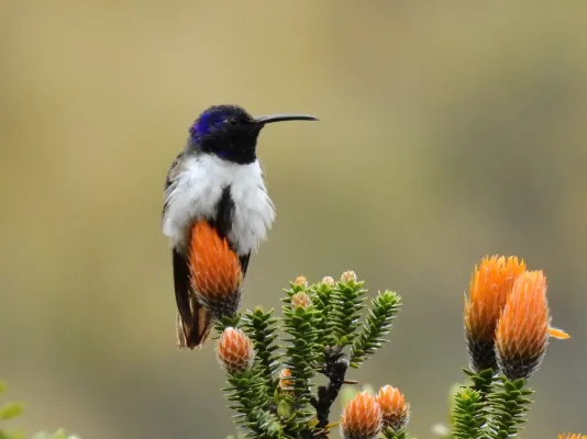 File:Oreotrochilus chimborazo 165207837.jpg