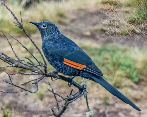 File:Mount Kenya National Park, Onychognathus tenuirostris.jpg