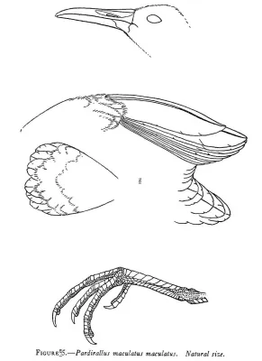 File:Pardirallus maculatus maculatus details.jpg