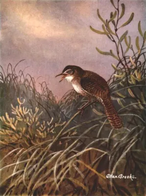 File:Ferminia cerverai by Allan Brooks.jpg