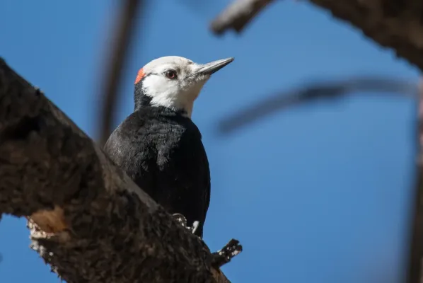 File:Dryobates albolarvatus 339455900.jpg