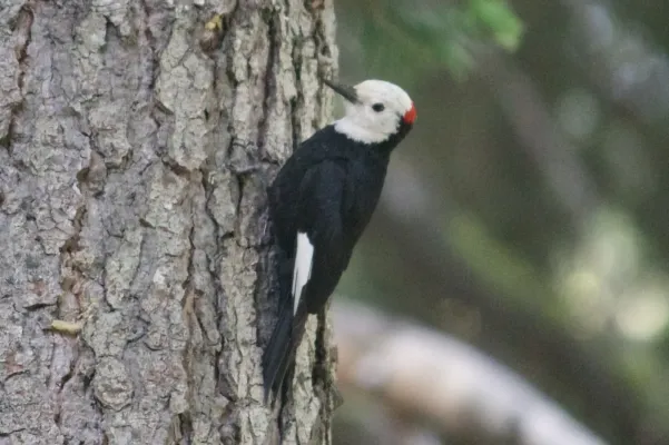 File:Dryobates albolarvatus 400648248.jpg
