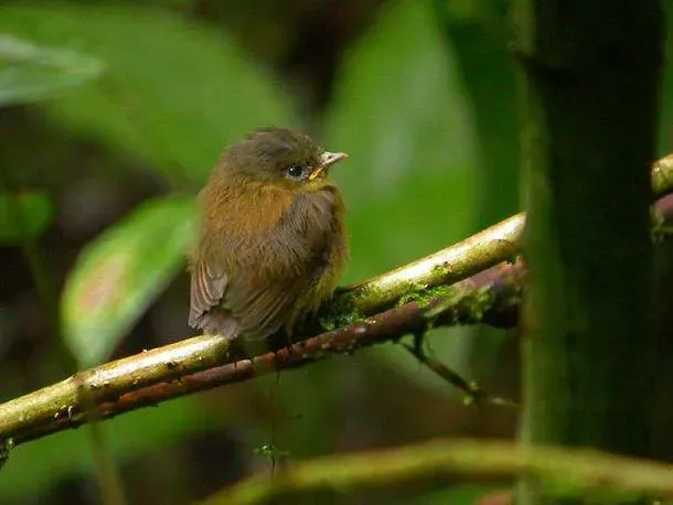 File:Pseudotriccus pelzelni.jpg