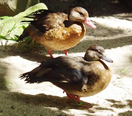 File:Amazonasenten - Brazilian teal - Amazonetta brasiliensis.jpg