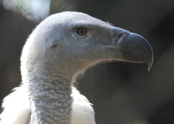 File:Pretoria-dieretuin, Gyps coprotheres, kop-syaansig, a.jpg