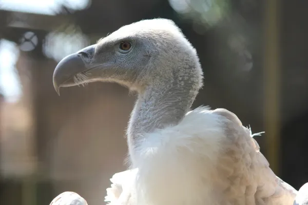 File:Pretoria-dieretuin, Gyps coprotheres, kop-syaansig, c.jpg