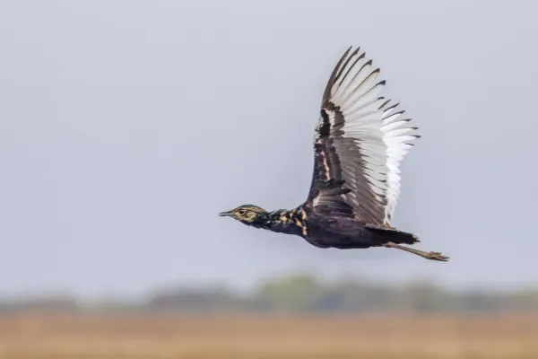 File:Bengal florican (Houbaropsis bengalensis blandini) male in flight Tonle Sap.jpg