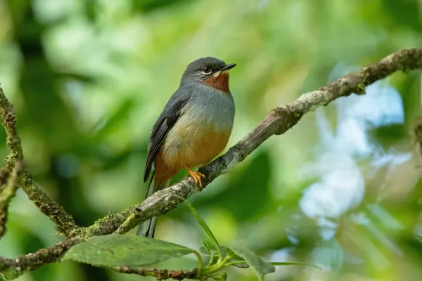 File:Myadestes genibarbis genibarbis 411075095.jpg