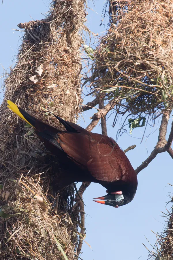 File:Montezuma oropendola (Psarocolius montezuma), Costa Rica.jpg