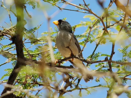 File:Cinereous Finch (Piezorina cinerea), Contralmirante Villar, Peru 1.jpg