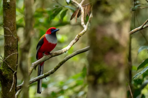 File:Harpactes whiteheadi 516640656.jpg