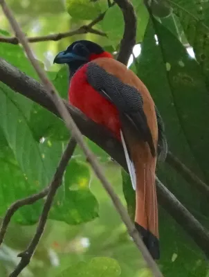 File:Harpactes kasumba 227045038.jpg