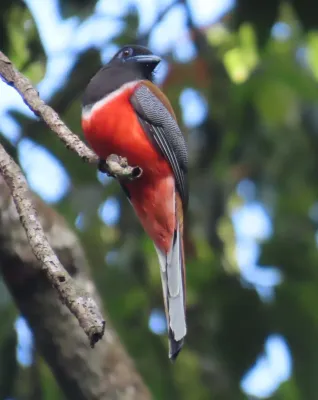 File:Harpactes fasciatus 510905264.jpg