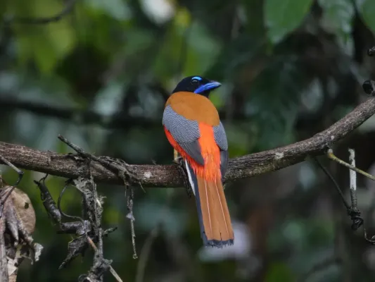 File:Harpactes duvaucelii 61406376.jpg