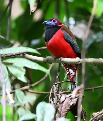 File:Harpactes diardii 458383314.jpg