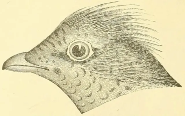 File:Bonasa umbellus 1891.jpg