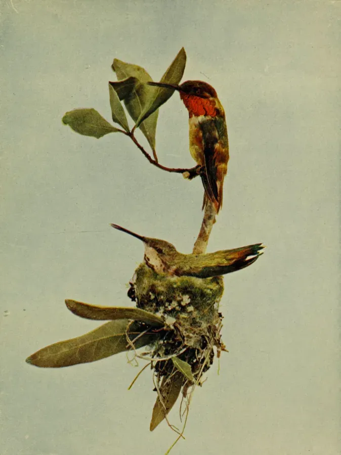 File:Selasphorus sasin 1905.jpg