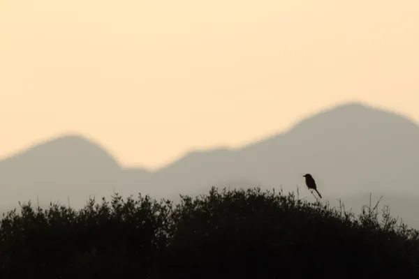 File:Iberische klapekster - Iberian grey shrike - Lanius meridionalis 2.jpg