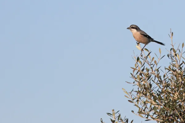 File:Iberische klapekster - Iberian grey shrike - Lanius meridionalis.jpg