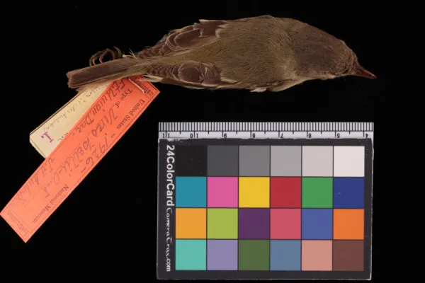 File:NMNH-USNM1926 Vireo bellii bellii 2.jpg