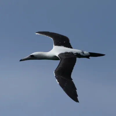 File:Papasula abbotti 408872264.jpg