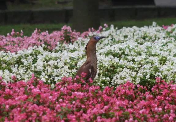 File:Malayan Night Heron (Gorsachius melanolophus) in a city Garden, Taipei, Taiwan.jpg