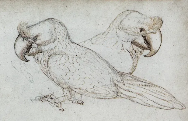 File:Gelderland1601-1603 Lophopsittacus mauritianus.jpg