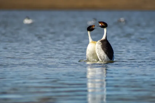 File:Podiceps gallardoi 238173801.jpg