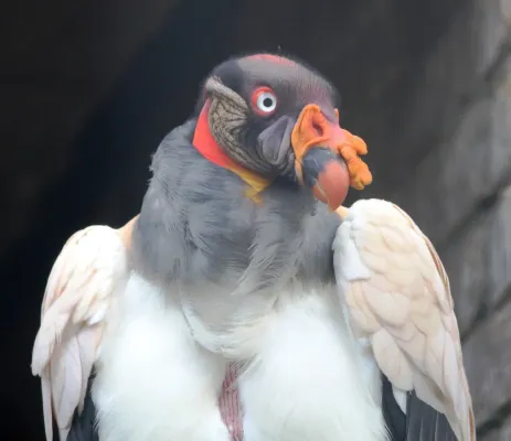 File:Sarcoramphus papa, bolyf, Pretoria-dieretuin, b.jpg