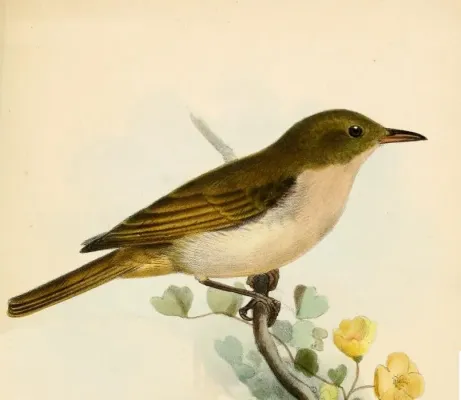 File:Chrysothlypis salmoni Smit.jpg