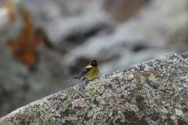 File:Serinus nigriceps 207305397.jpg