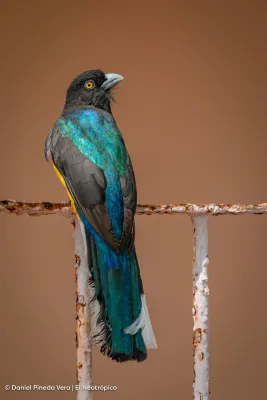 File:Trogon citreolus 196353386.jpg