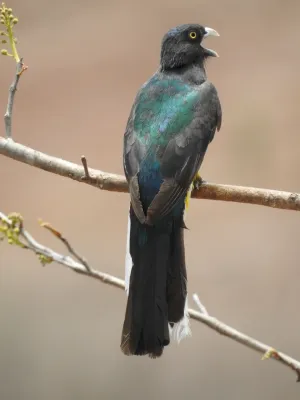 File:Trogon citreolus 287761304.jpg