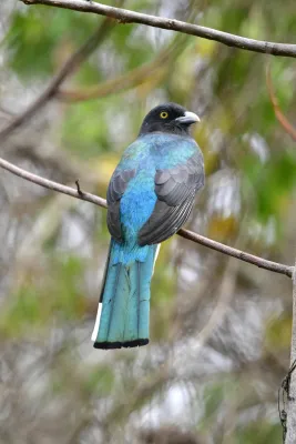 File:Trogon citreolus 461536761.jpg
