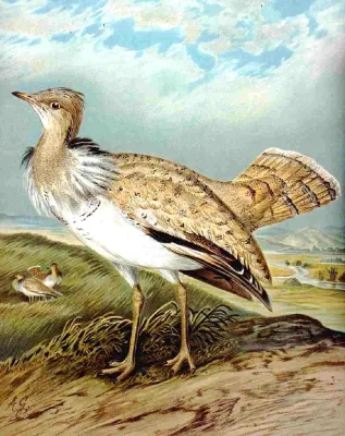 File:Chlamydotis macqueenii NAUMANN.jpg