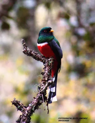 File:Trogon mexicanus 63199130.jpg