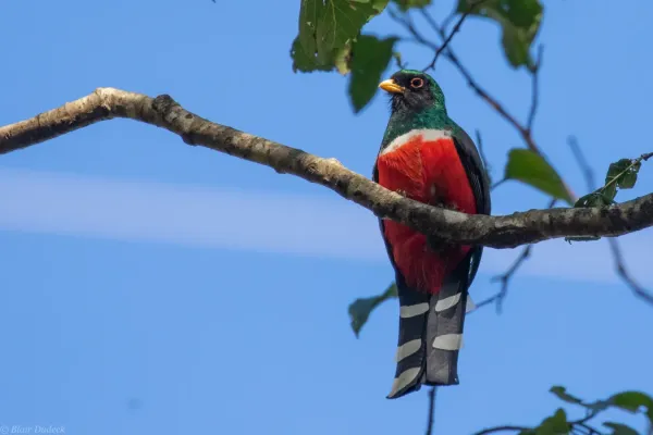 File:Trogon mexicanus 69467442.jpg