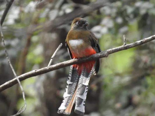 File:Trogon mexicanus 125551359.jpg