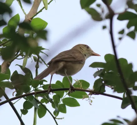 File:Thick-billed warbler (Arundinax aedon).jpg