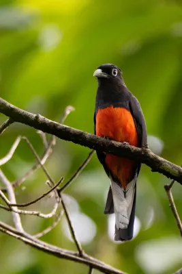 File:Trogon bairdii 411203856.jpg
