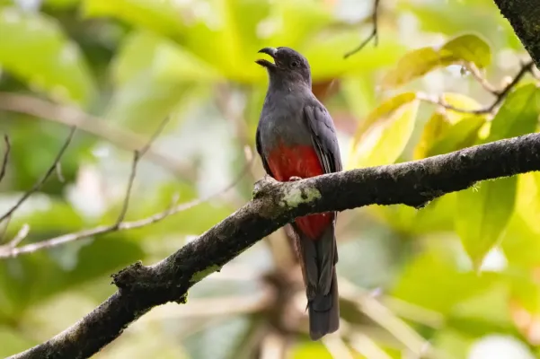File:Trogon bairdii 411203866.jpg