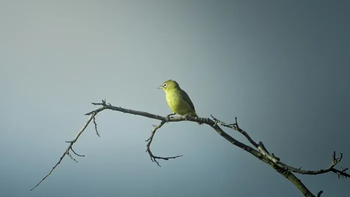 File:Kacamata Laut (Zosterops chloris).jpg